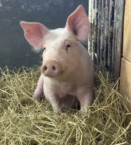 Ferkel zu verkaufen