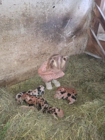 Kune Kune Ferkel