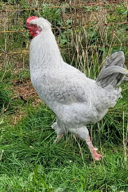 Hahn, Göckel Mix Grünleger