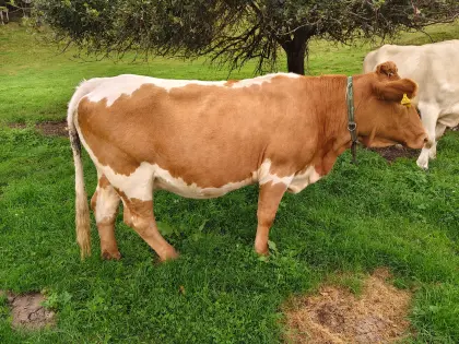 Mutterkuh mit Kalb (w)