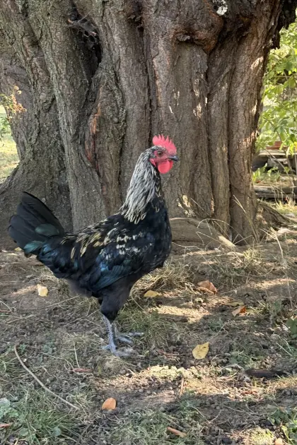 Marans-Junghahn abzugeben