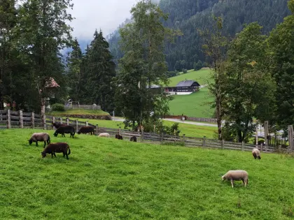 Herde mit 10 Mutterschafen zu verkaufen