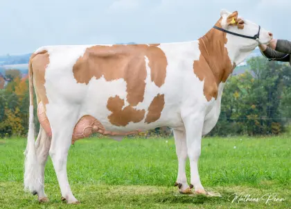 Bio-Zuchtstierkalb