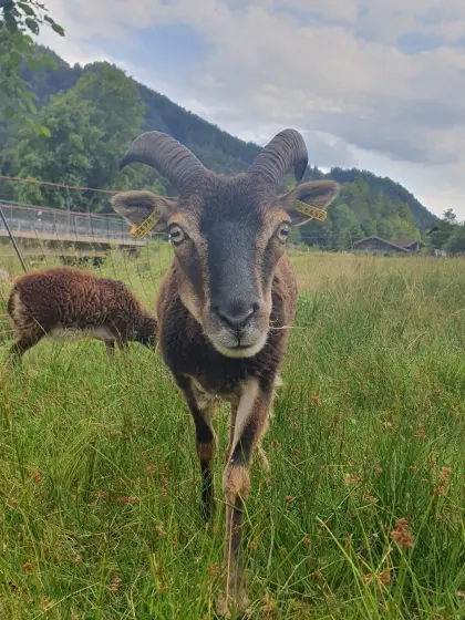 Soay-Schafe, Auen, Jahrgang 2024