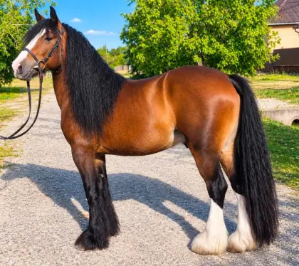 Tinker-Pony-Wallach