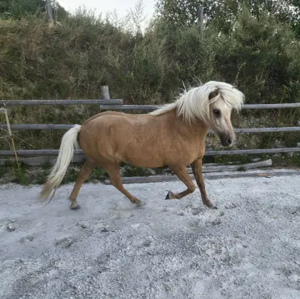 6-jähriger Isländerwallach, eine richtig coole Socke