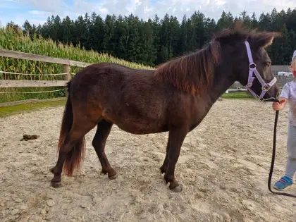 Shetty-Jährling-Stute