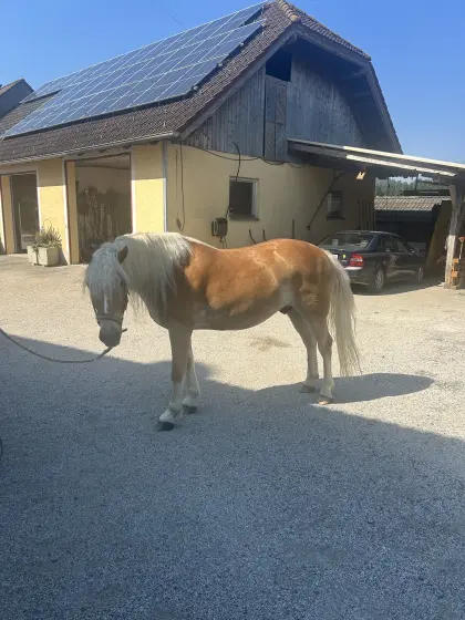 Haflinger Wallach