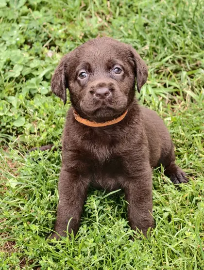 Labrador-Welpen mit Ahnentafel