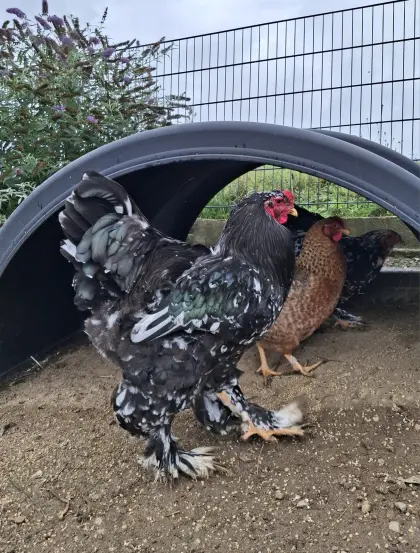 Zahmer Brahma-Hahn sucht neues Zuhause!