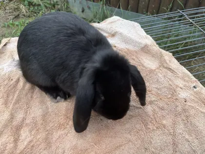 Zwergkaninchen