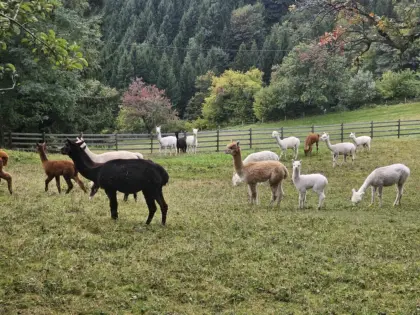 Rabenwald Alpaka, Stute, Hengst, Wallach, Fohlen und Cria