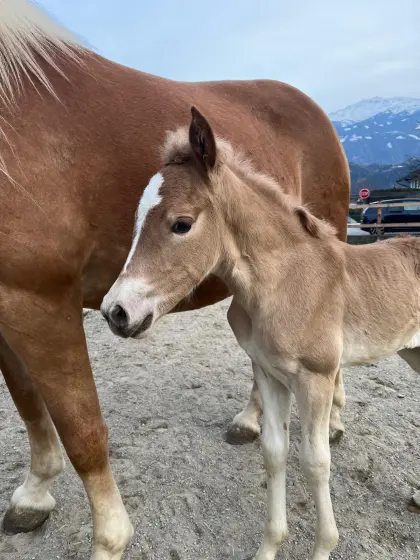 Haflinger Stutfohlen