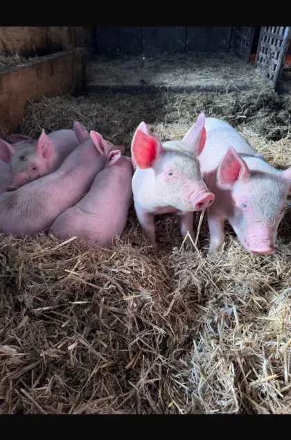Ferkel zu verkaufen