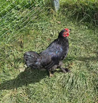 Brahma-Hahn
