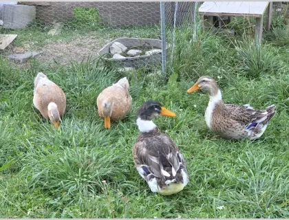 Landenten-Gruppe