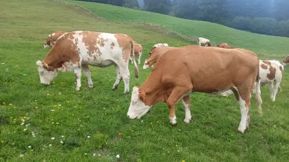 Bio-Kalbinnen, hochträchtig