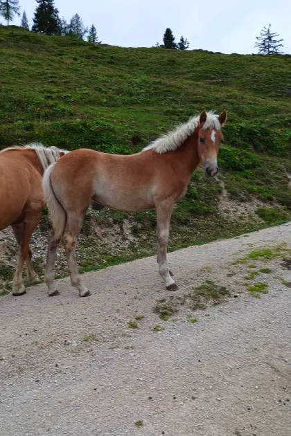 Haflinger Stutfohlen