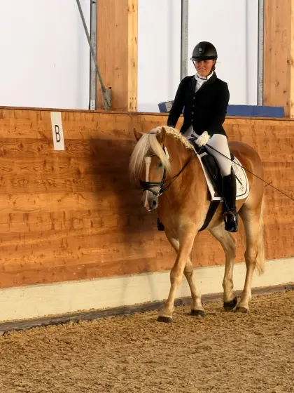 Sportlicher, hübscher 4,5-jähriger Haflingerwallach
