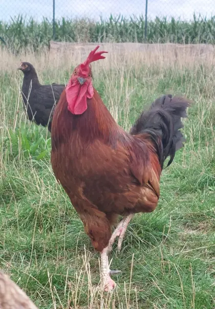Moorhuhn-Olivlegerhahn