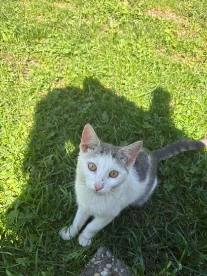 Babykatzen