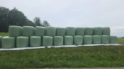 Maissilageballen zu verkaufen