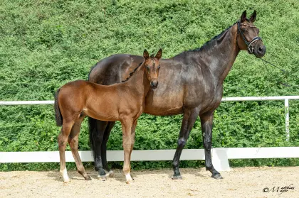 Erlkönig MB, österr. Warmblut-Hengst