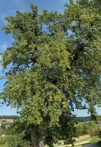 Mostobst