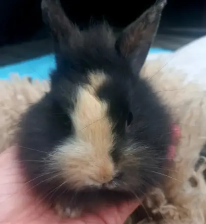 Zwergkaninchen Löwenkopf