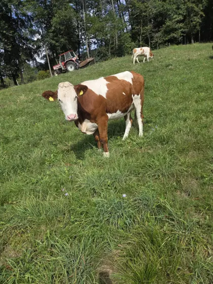 Verkaufe Kalbin, trächtig, Fleckvieh