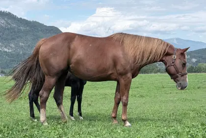 AQHA-Zuchtstute zu verkaufen