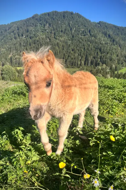 Minishetty-Hengstfohlen