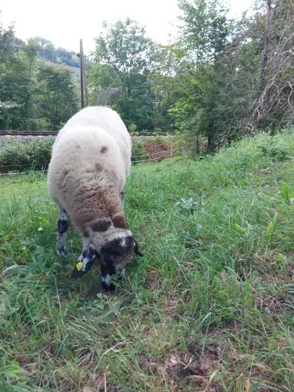 Widder, Schaf, Lamm