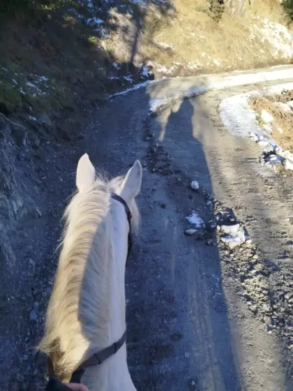 Beistellpferd Lipizzaner/Araber-Mix