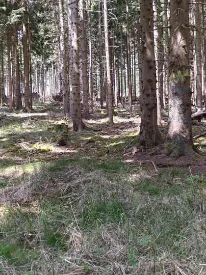 Wald am Jauerling/NÖ zu verkaufen