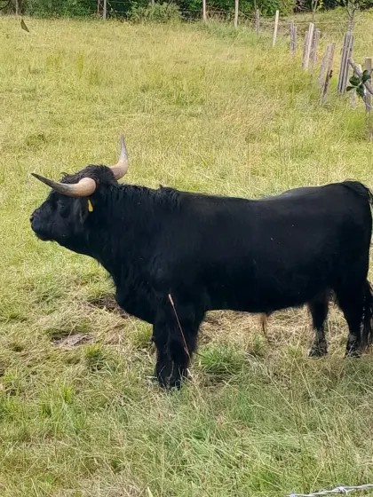 Hochlandrinder