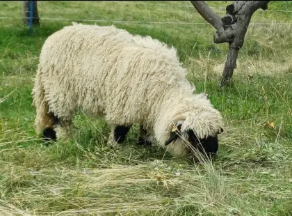Walliser Schwarznasenschaf