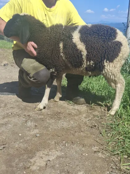 Tscheggenwidder
