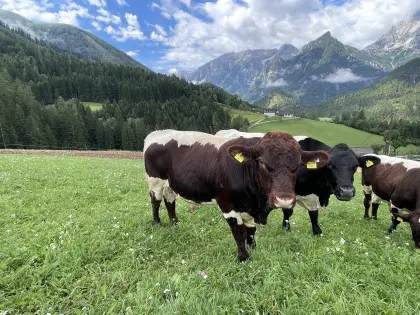 Bio Pinzgauer Stier gen. hornlos