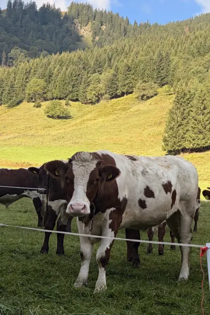 Bio-Kalbin trächtig