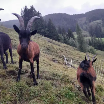 Aosta-Ziege