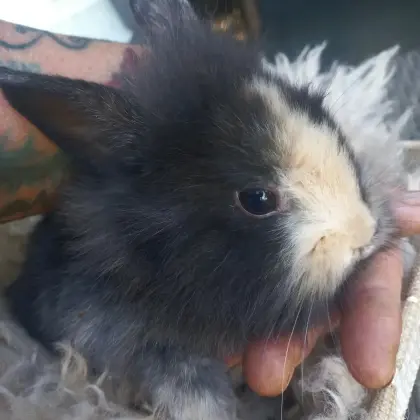 Zwergkaninchen Löwenkopf