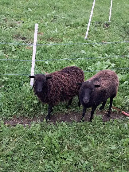 Ouessantschaf, Quessantschaf, Zwergschaf
