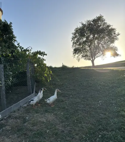 Streicherenten