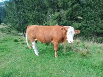Trächtige Kalbinnen