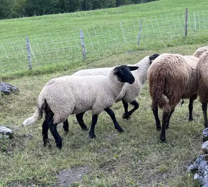 Suffolk Lämmer