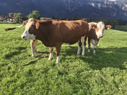 Bio Kalbinnen