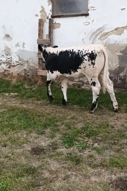 Pustertaler