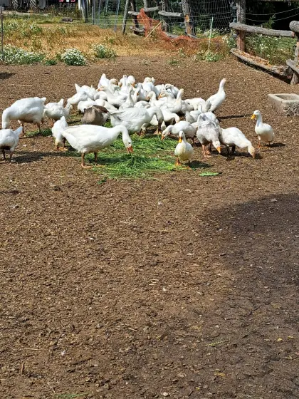Bio Gänse Bio Enten