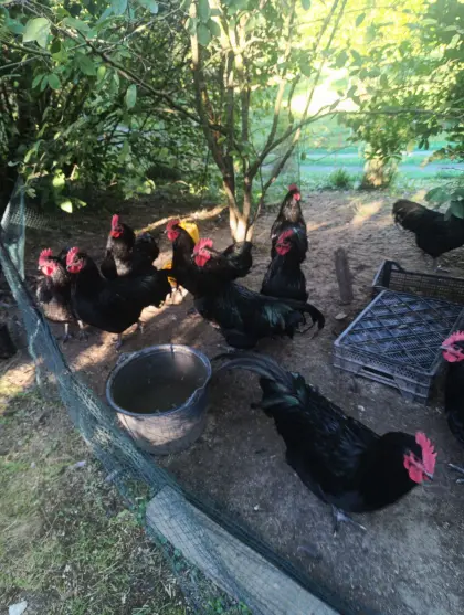 Australorp-Hähne